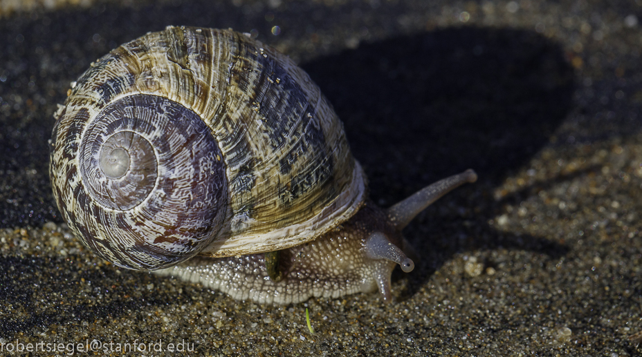 snail and shadow